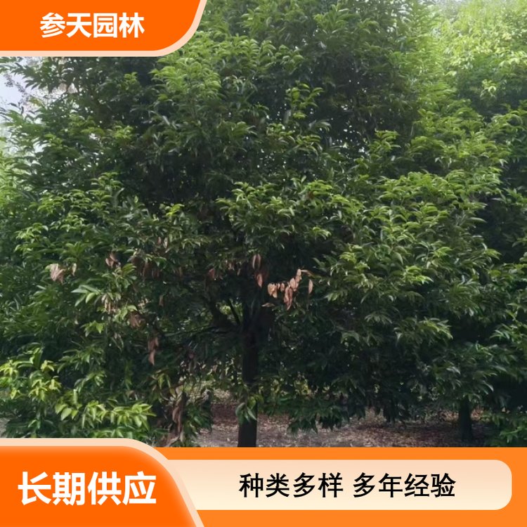 高品质园林树皮